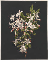 m-de-gijselaar-1831-branch-of-an-azalea-art-print-fine-art-reproduction-wall-art-id-aekvzi1zb