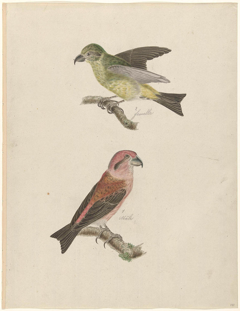 unknown-1730-two-crossbills-art-print-fine-art-reproduction-wall-art-id-au9kibv97